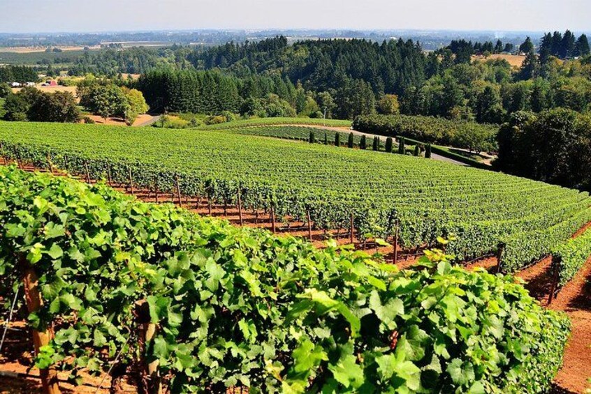 A vineyard with rows of grapevines, a dirt path, and a forested area in the background. 2