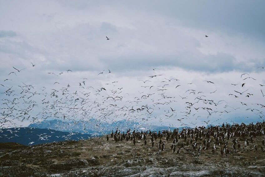 A flock of birds flying over a mountainous landscape. 5