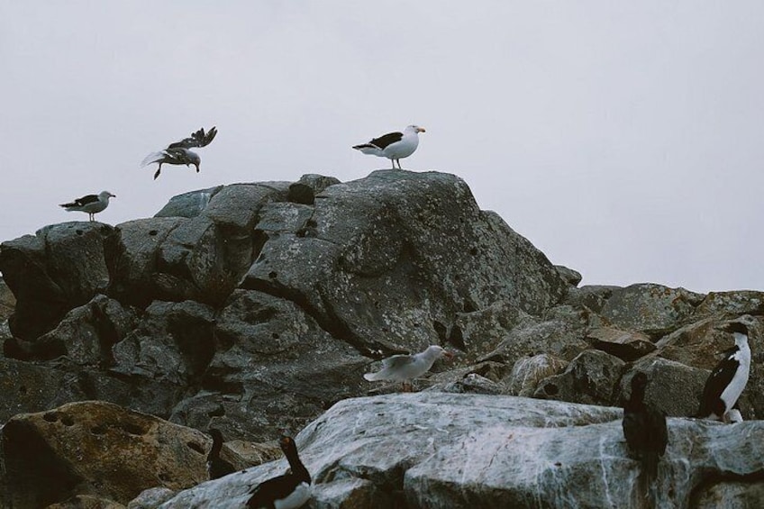 Rocky terrain with birds perched on the rocks. 2