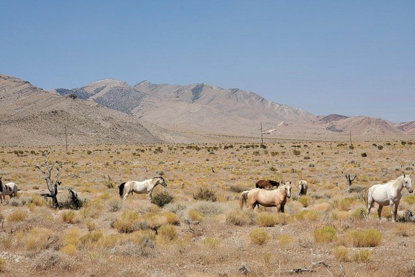 Wild Horses do visit us from time to time. 5