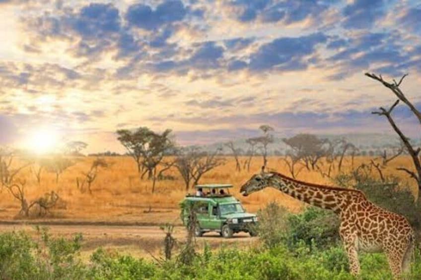 A giraffe standing in a savanna with a green vehicle in the background. 3