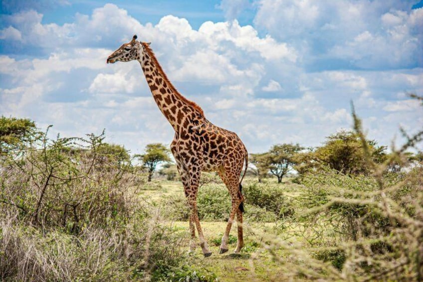 A giraffe standing in a grassy savannah with scattered trees and a blue sky with clouds. 4