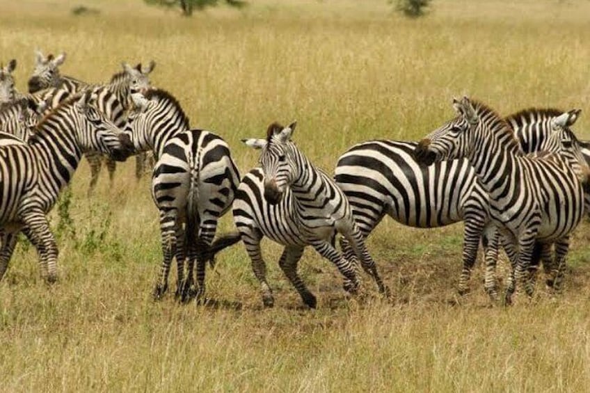 Arusha National Park Full-Day Safari 5