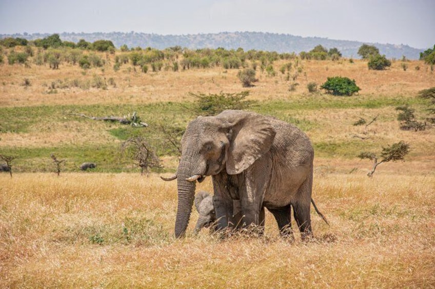 An elephant in a grassy field with trees and hills in the background. 2