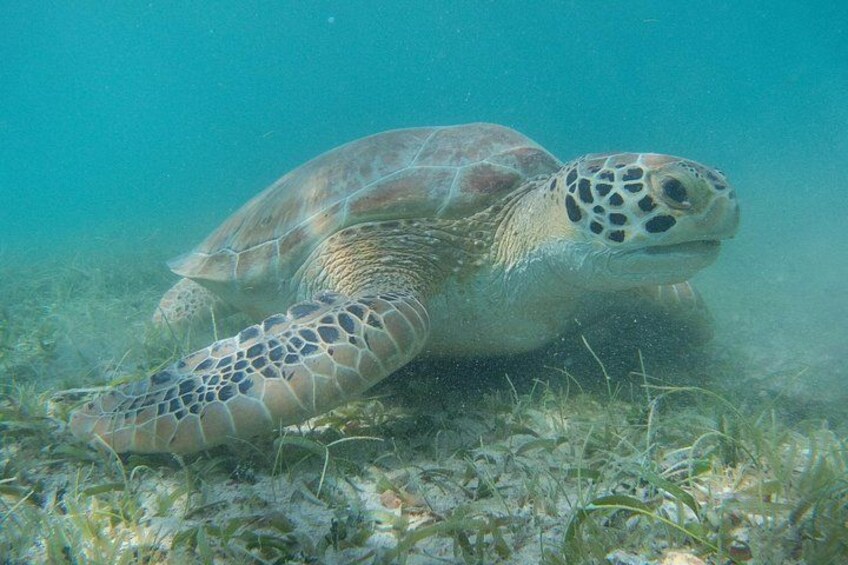 Full Day Private Charter, Snorkel St. John (12 guests, 55’ yacht) 2