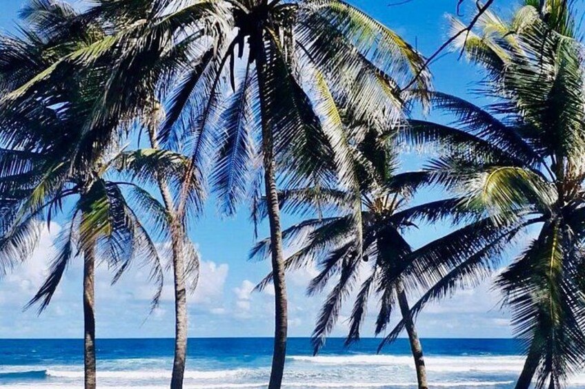 Palm trees, ocean, and clear sky. 2