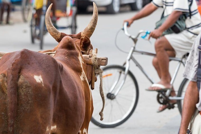 The best of Toliara City walking tour