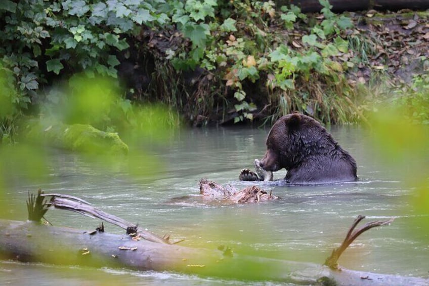 A bear in a river surrounded by greenery. 2