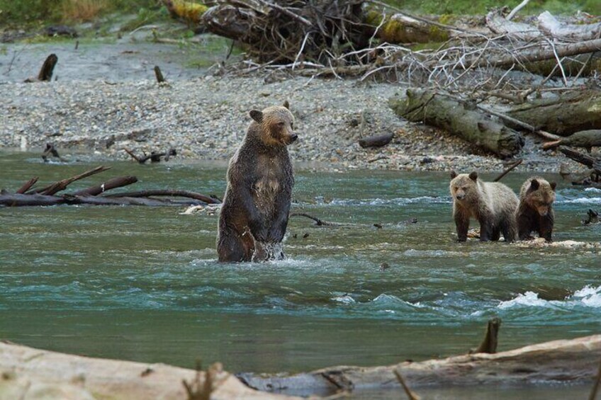 A bear standing in a river surrounded by logs and branches. 1