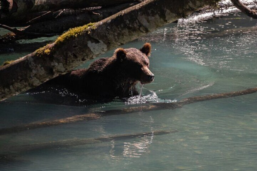 A bear wading in a river surrounded by rocks and branches. 5