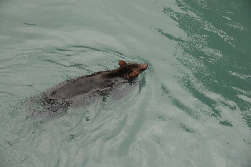A bear swimming in water. 3
