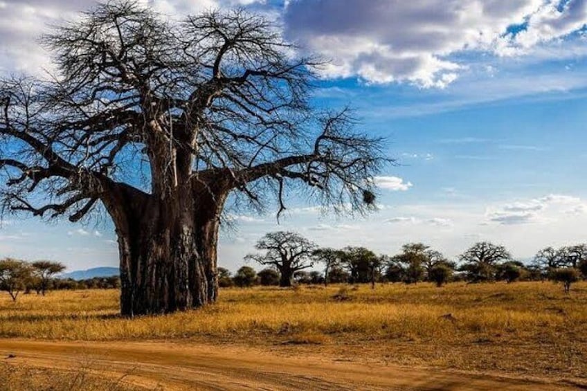 Arusha: 1 - Day Classic Safari to Tarangire National Park 4