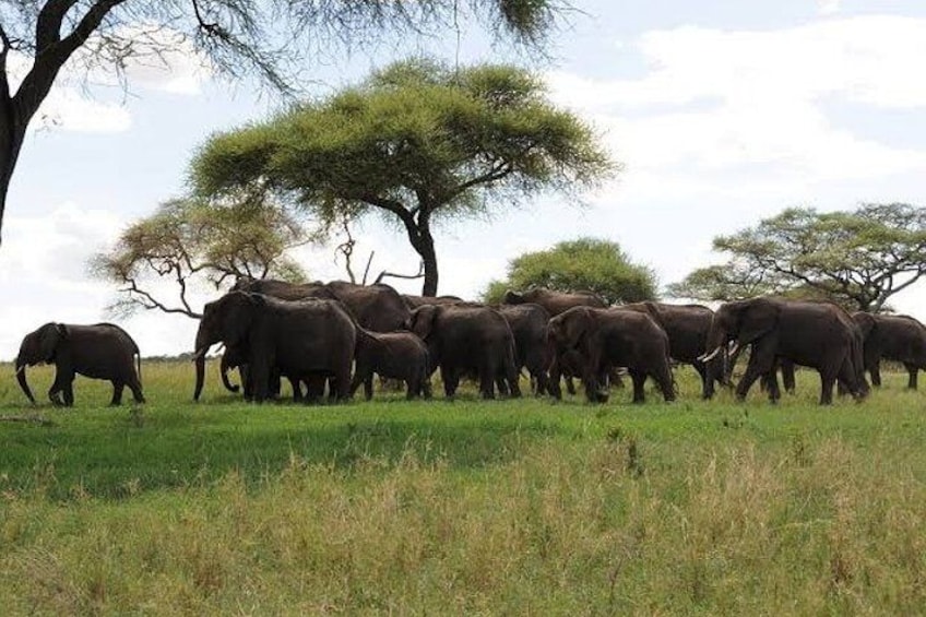 One Day Tanzania Safari to Tarangire National Park 5