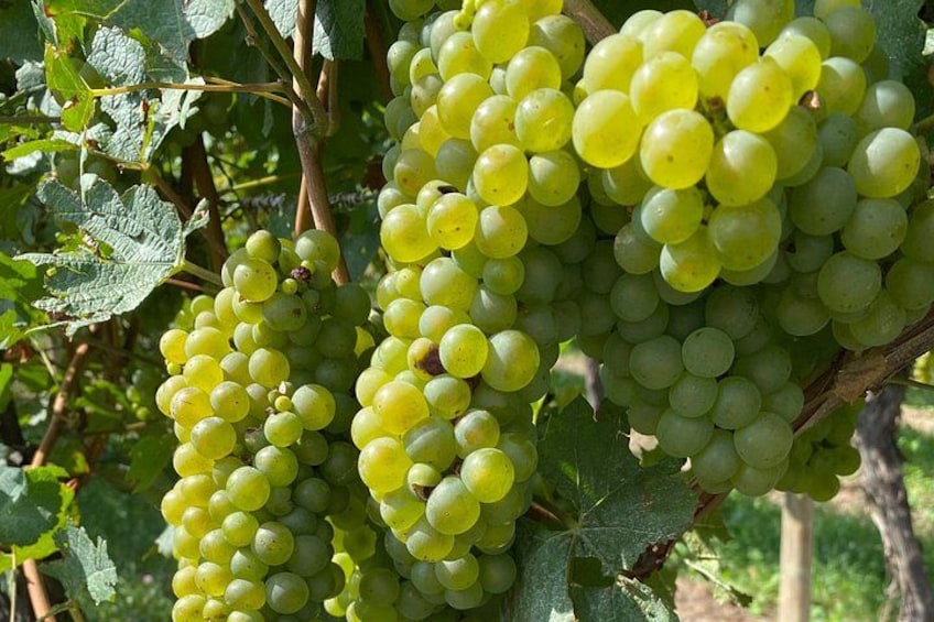 Clusters of green grapes on a vine. 4