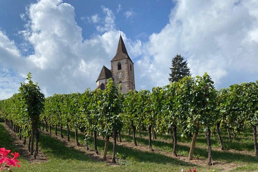 A vineyard with rows of grapevines and a church with a tall tower. 3