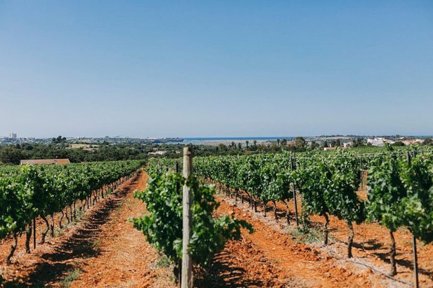 Viñedo con hileras de parras bajo un cielo despejado. 2