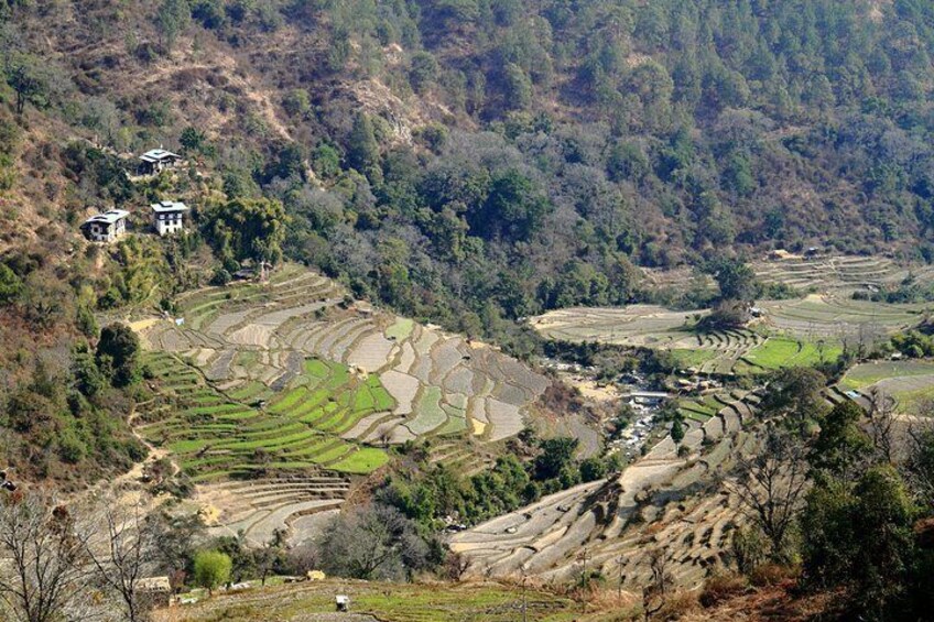 The Best of Wangdue Phodrang Walking Tour