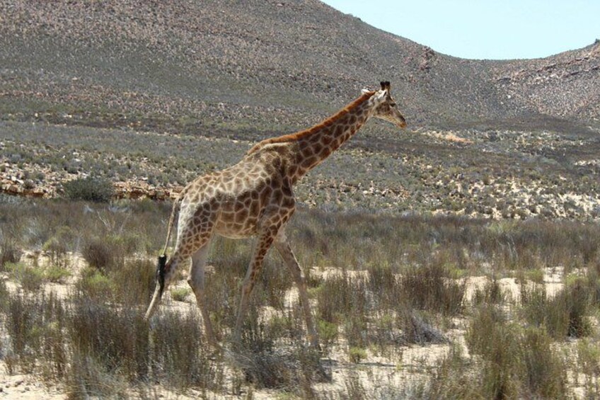 Giraffe 5