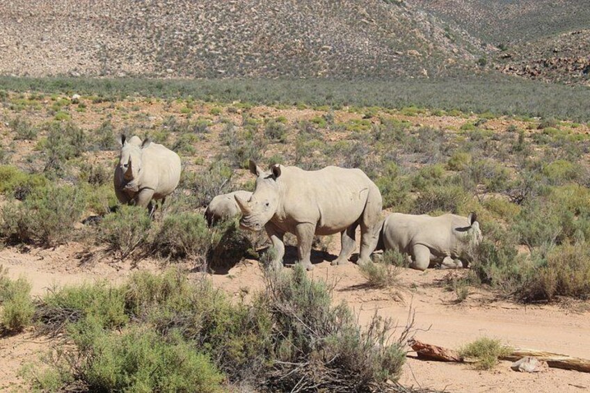 The White Rhinos 4