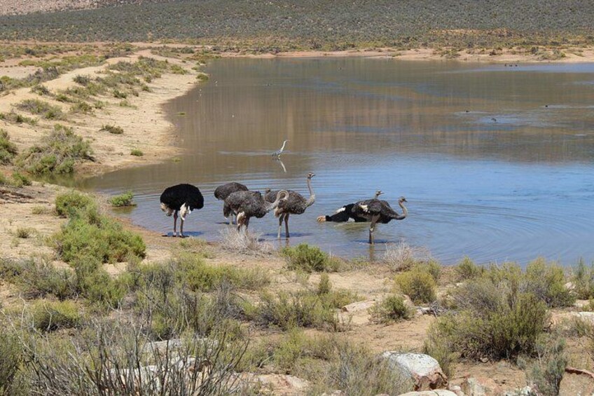 Ostriches 3