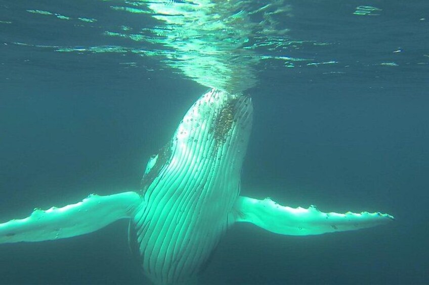 A large whale swimming underwater with its tail visible above the surface. 3