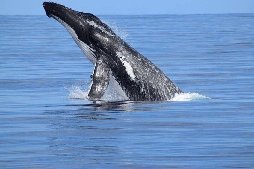A whale breaching the water's surface. 2