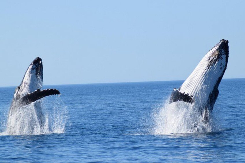 Two whales breaching the ocean surface. 4