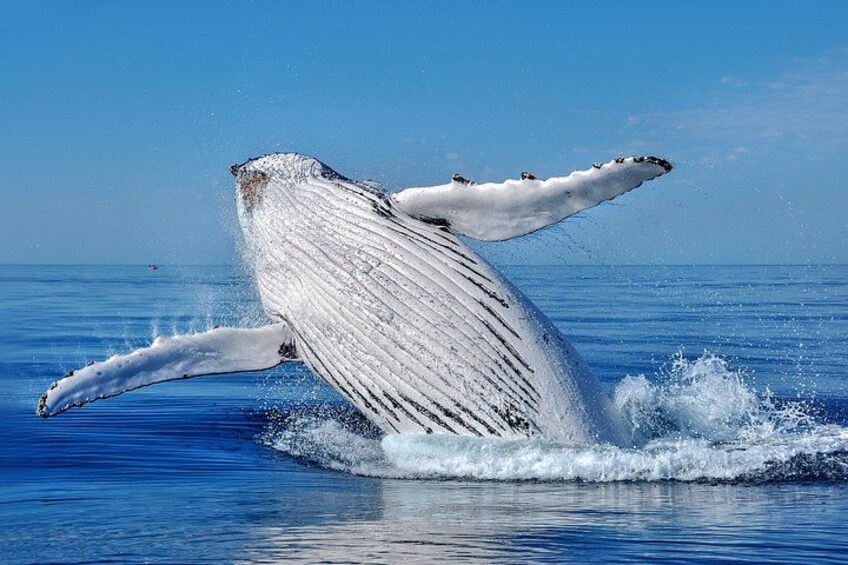 A humpback whale breaching with its pectoral fins extended. 1