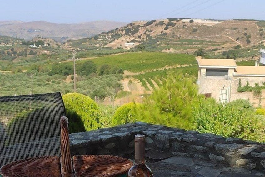 A vineyard with rows of grapevines, a stone wall, and a building in the background. 2