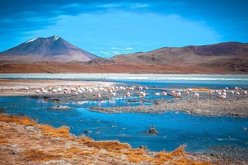 Uyuni Salt Flats + Hedionda Lagoon 2 DAYS/1 NIGHT Private Service