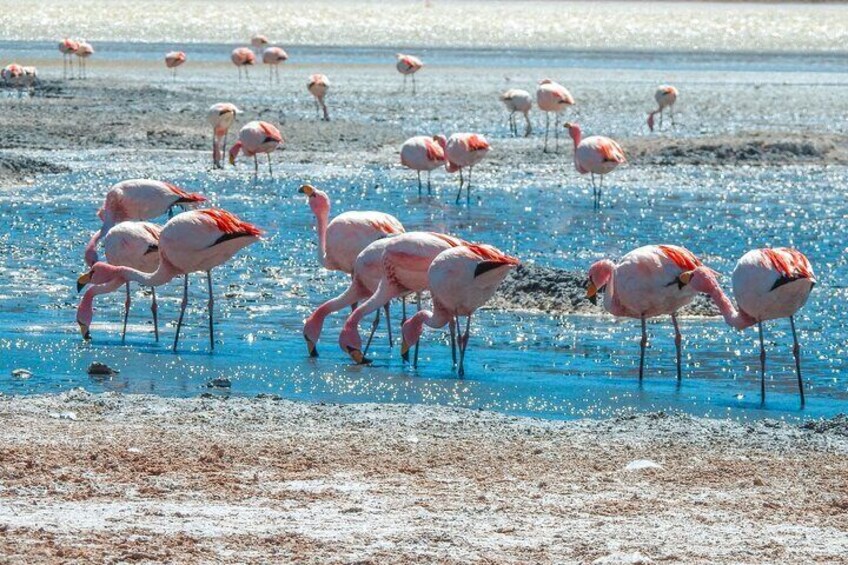 Uyuni Salt Flats + Hedionda Lagoon 2 DAYS/1 NIGHT Private Service