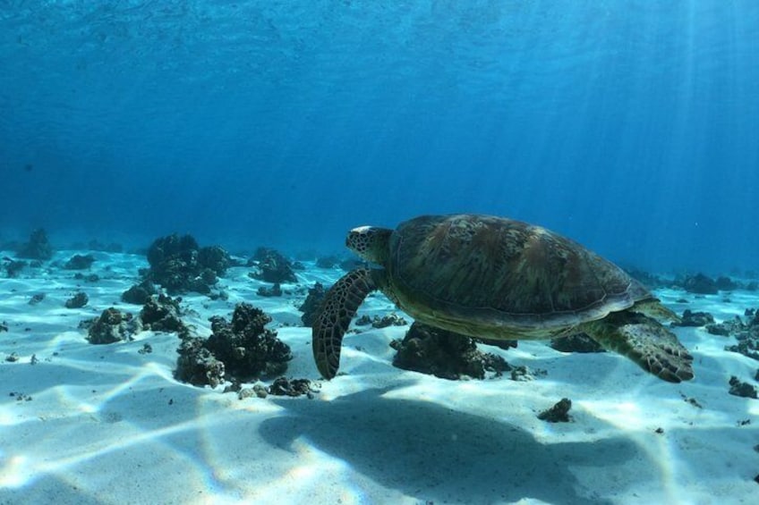 A sea turtle swimming over a coral reef. 3