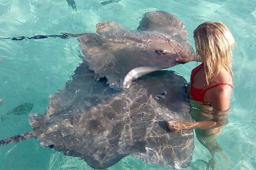 A person in a red swimsuit interacting with a stingray in clear blue water. 5