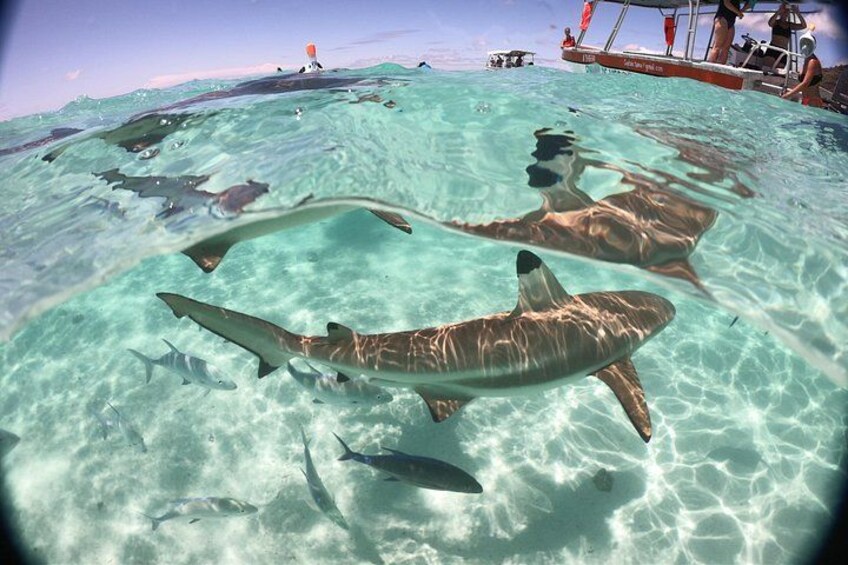 A clear underwater view of sharks swimming near the surface of a shallow, turquoise sea. 3