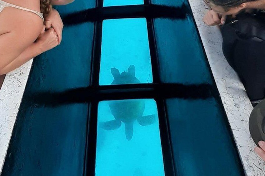 Turtle seen from our glass bottom boat 3