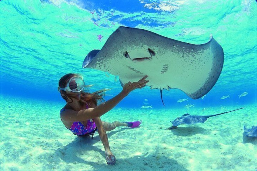 A person snorkeling underwater with a stingray. 1