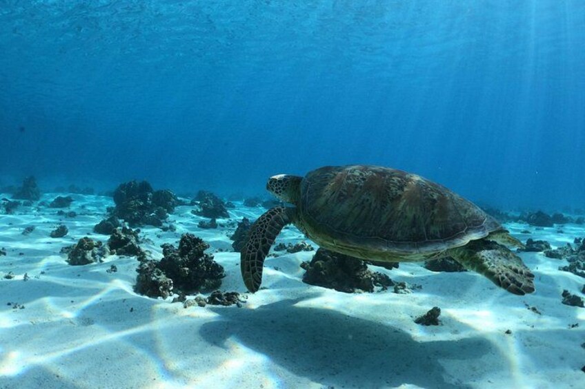 A sea turtle swimming over a sandy seabed with scattered rocks. 2