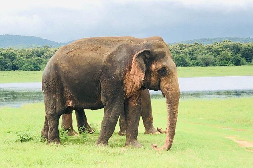En elefant som står på en gräsyta nära ett vattendrag, med träd i bakgrunden. 5