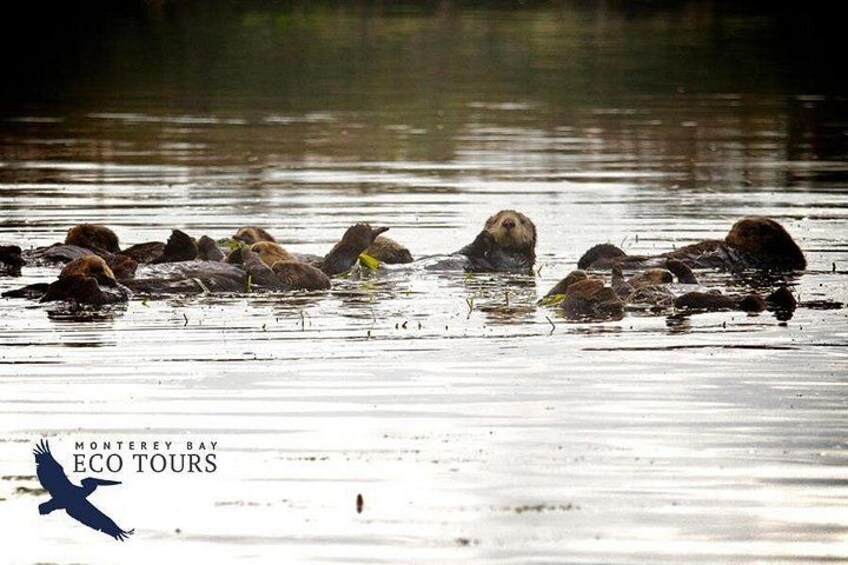 A group of beavers swimming in a body of water. 4