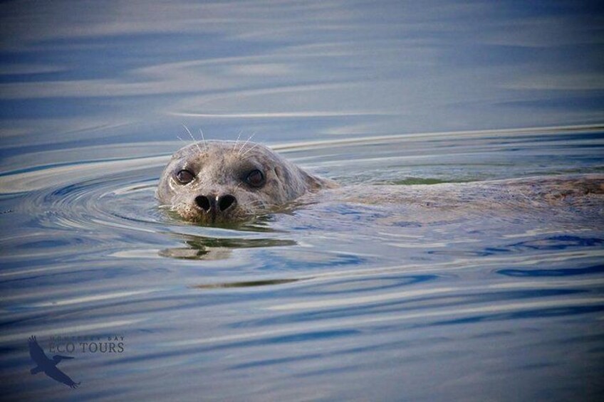 A seal swimming in calm water. 4