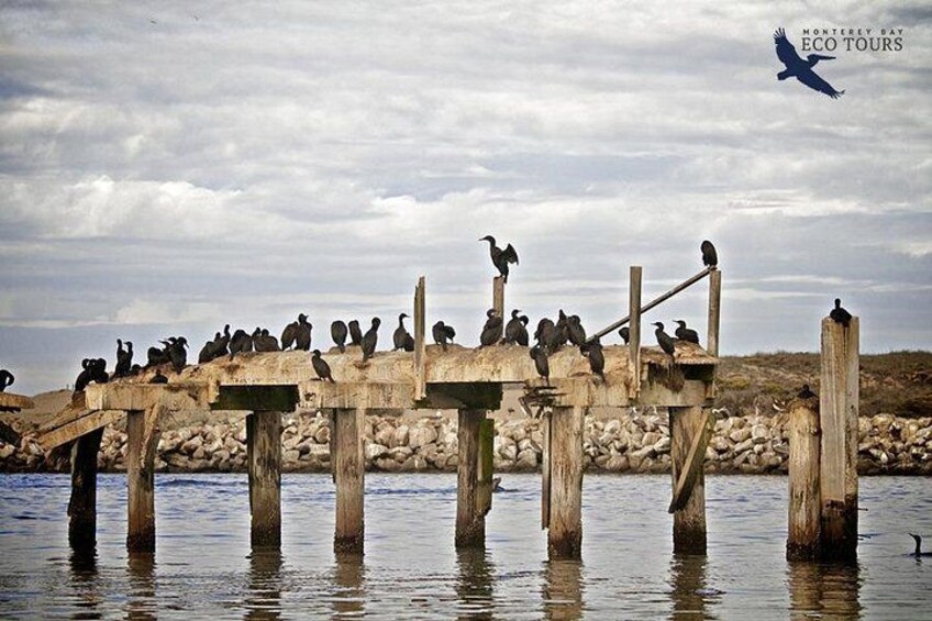 Elkhorn Slough Wildlife Tour 2