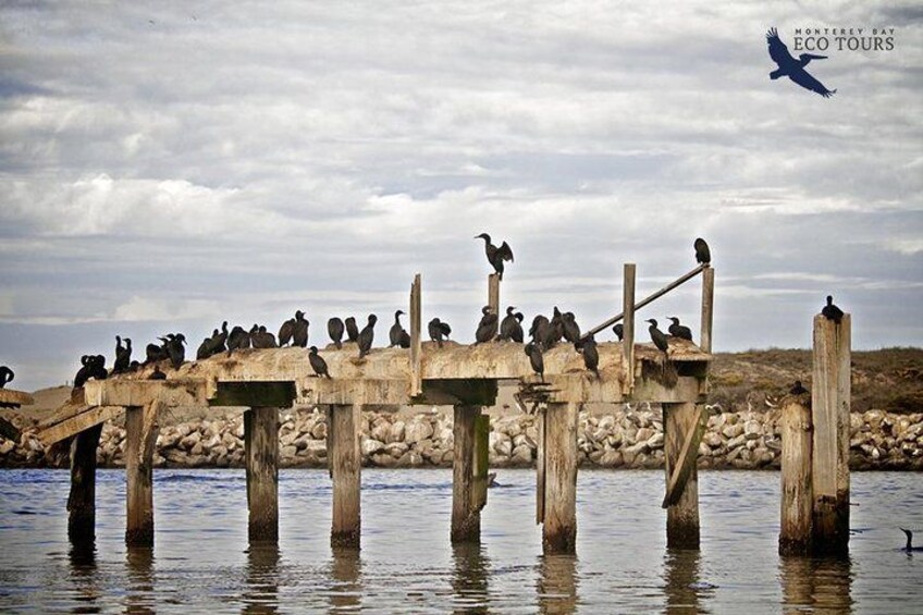 A wooden pier with birds perched on it, surrounded by water and rocks. 3