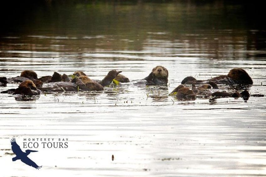 Un grupo de castores nadando en el agua. 2