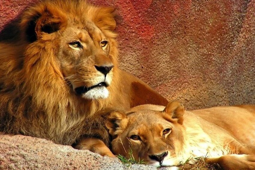 2 Day Safari Isimangaliso Wetland Park & Hluhluwe Imfolozi from Durban 3