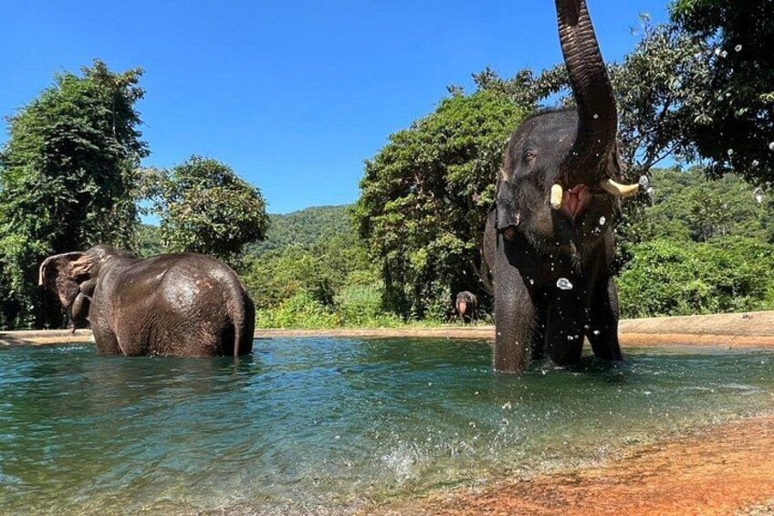 Ethical Elephant Watching Tour From Bangkok & Pattaya 1