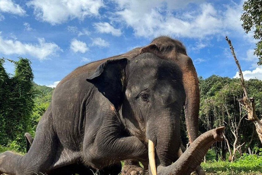 Ethical Elephant Watching Tour From Bangkok & Pattaya 2