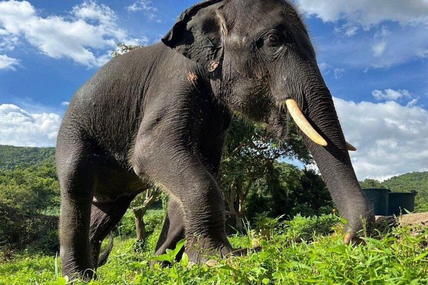 Ethical Elephant Watching Tour From Bangkok & Pattaya 4
