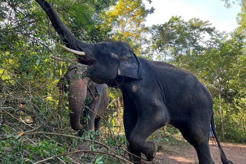Ethical Elephant Watching Tour From Bangkok & Pattaya 3