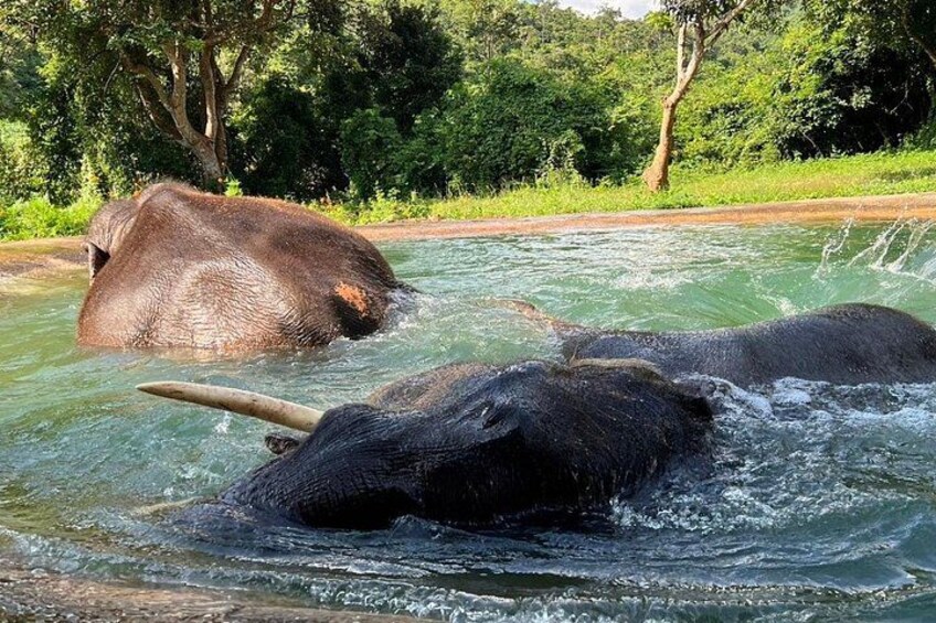 Ethical Elephant Watching Tour From Bangkok & Pattaya 5