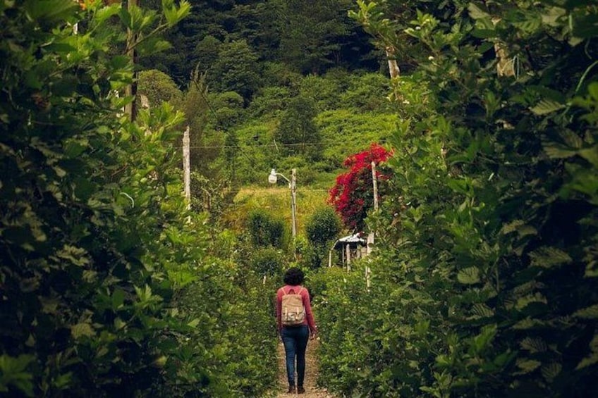 A person walking through a lush garden with dense foliage and a red flowering plant. 5